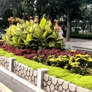 无机仿真石花箱：以永恒之名，，，，，，塑未来之境